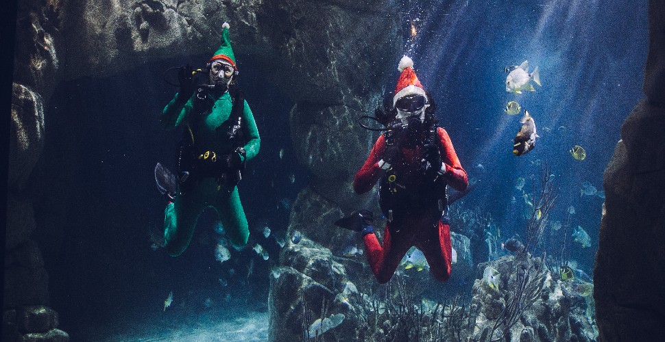 Scuba diving elf and Santa in the tank at the National Marine Aquarium 